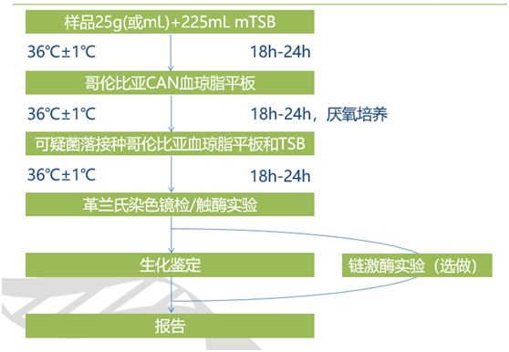 溶血性鏈球菌檢驗流程