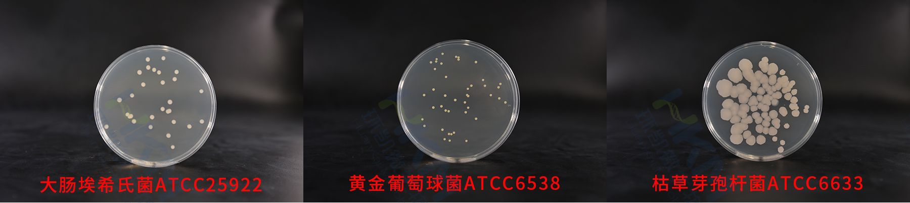 平板計(jì)數(shù)瓊脂(PCA)質(zhì)控菌株生物圖冊