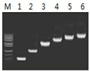 50μl 擴(kuò)增體系中，以 5ng λDNA 為模板，對(duì) 500bp~6.0kb 的擴(kuò)增結(jié)果