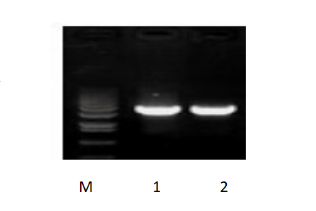 50μl 擴增體系，以 50ng 人基因組DNA 為模板，對 3kb 片段擴增結果。