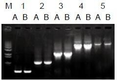 使用普通（A組）及含染料（B組）的2×Taq Master Mix配制的50μl擴增體系，以5ng λDNA為模板， 對500bp～6.0kb片段的擴增結(jié)果