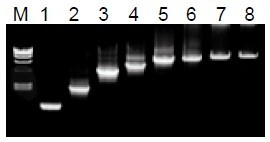 50μL 擴(kuò)增體系中，λDNA 為模板，擴(kuò)增 1kb~20kb 片段。