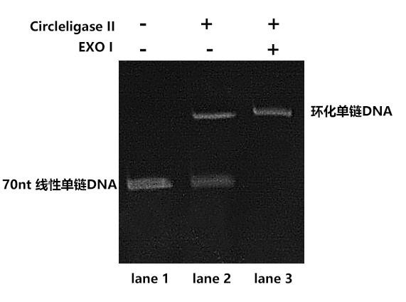 Circleligase II 連接結(jié)果檢測(cè)（變性 PAGE 膠）