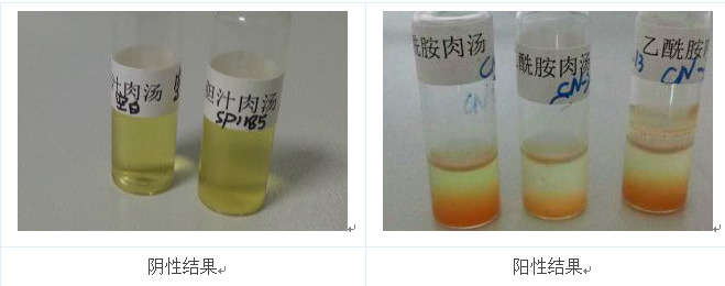 將產(chǎn)熒光的菌落的純培養(yǎng)物接種到乙酰胺肉湯中36℃培養(yǎng)24h，加入鈉氏試劑