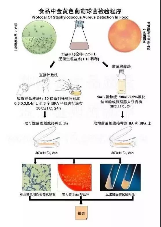 食品中金黃色葡萄球菌檢驗(yàn)程序