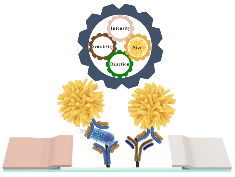 三維多枝狀金納米顆粒用于免疫層析試紙條的原理圖