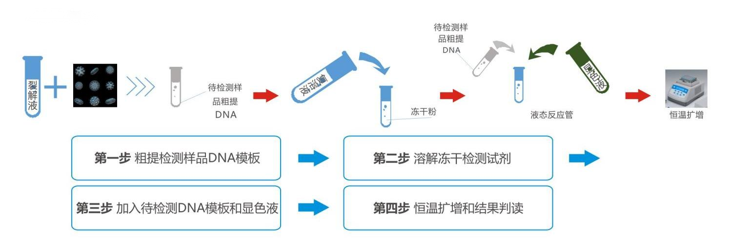 恒溫?zé)晒夥ê怂峥焖贆z測試劑盒操作流程