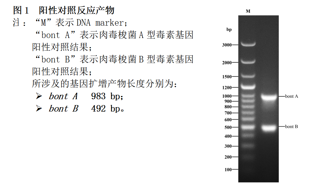 肉毒梭菌A/B型毒素基因PCR檢測試劑盒結果判讀