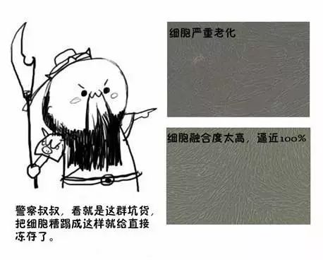 細(xì)胞老化融合度過高