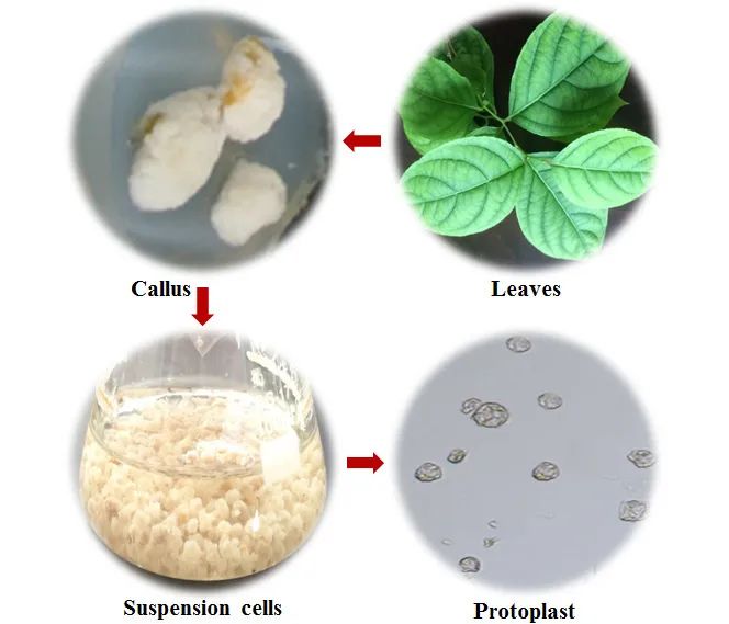 圖片來源：植物學(xué)報