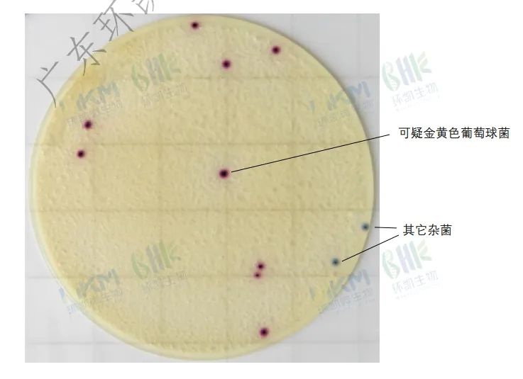 金黃色葡萄球菌測(cè)試片