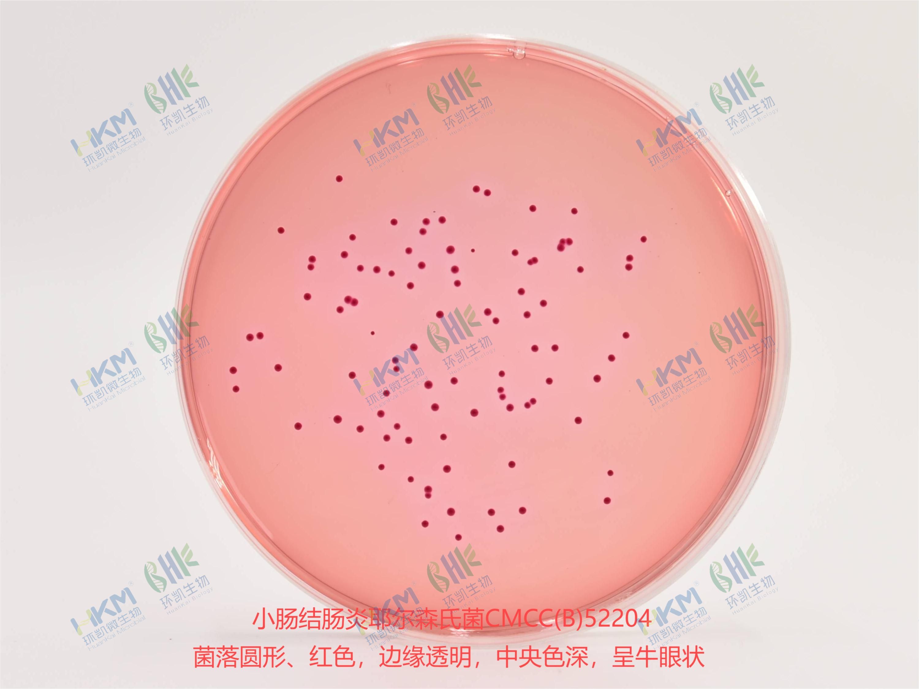 小腸結(jié)腸炎耶爾森氏菌CMCC(B)52204 